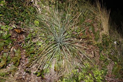 Aciphylla squarrosa, photographed by Joe Dillon