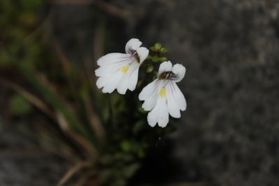 Euphrasia cuneata, photographed by Joe Dillon