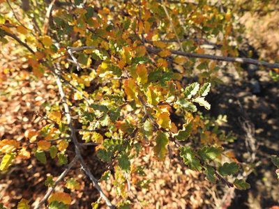 Nothofagus antarctica, photographed by María Regina Silva