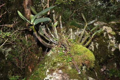 Dendrobium speciosum, photographed by Greg Tasney