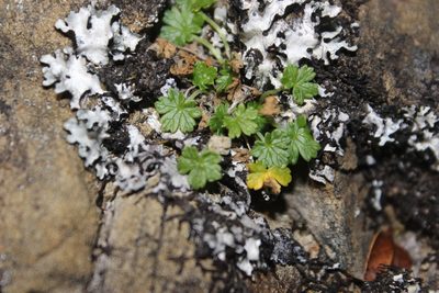 Geranium brevicaule, photographed by Joe Dillon