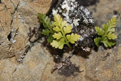Asplenium appendiculatum, photographed by Joe Dillon