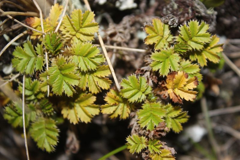 Acaena anserinifolia, photographed by Joe Dillon