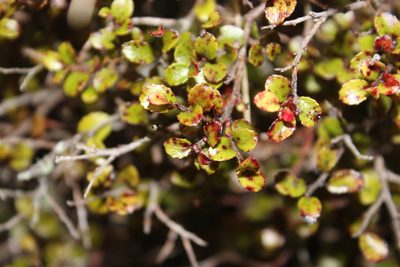 Gaultheria antipoda, photographed by Joe Dillon