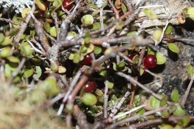 Coprosma rhamnoides, photographed by Joe Dillon