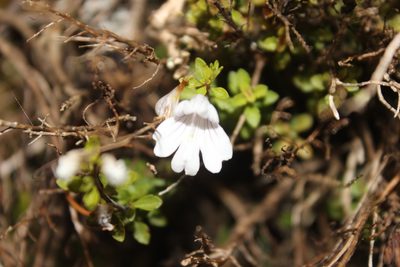 Euphrasia cuneata, photographed by Joe Dillon