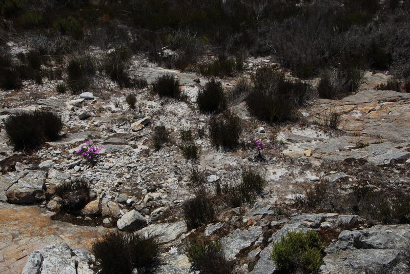 Lampranthus diffusus, photographed by Tony Rebelo