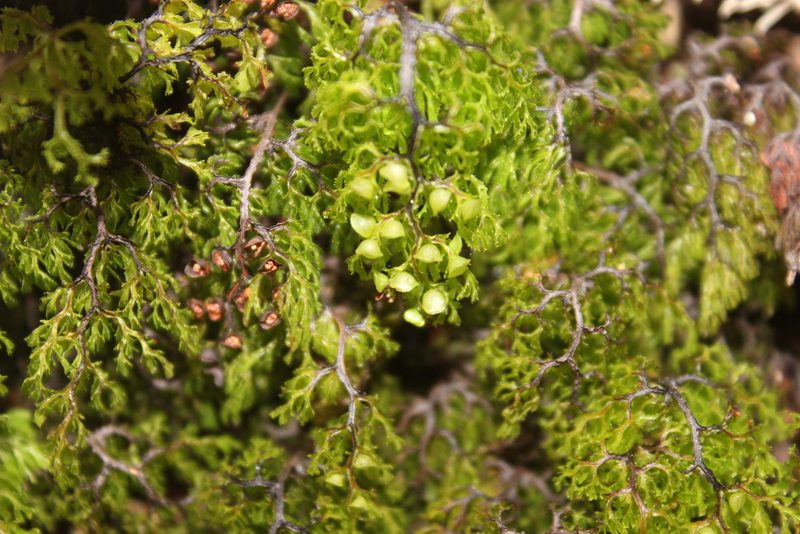 Hymenophyllum multifidum, photographed by Joe Dillon
