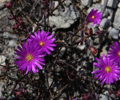 Lampranthus diffusus, photographed by Tony Rebelo