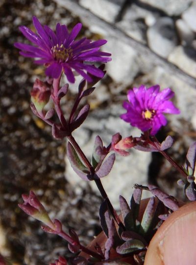 Lampranthus diffusus, photographed by Tony Rebelo