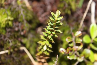 Styphelia nesophila, photographed by Joe Dillon