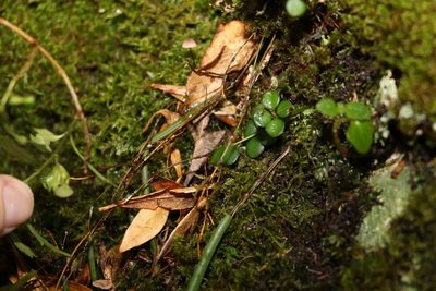 Dendrobium mortii, photographed by Greg Tasney