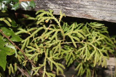 Pseudodiphasium volubile, photographed by Joe Dillon