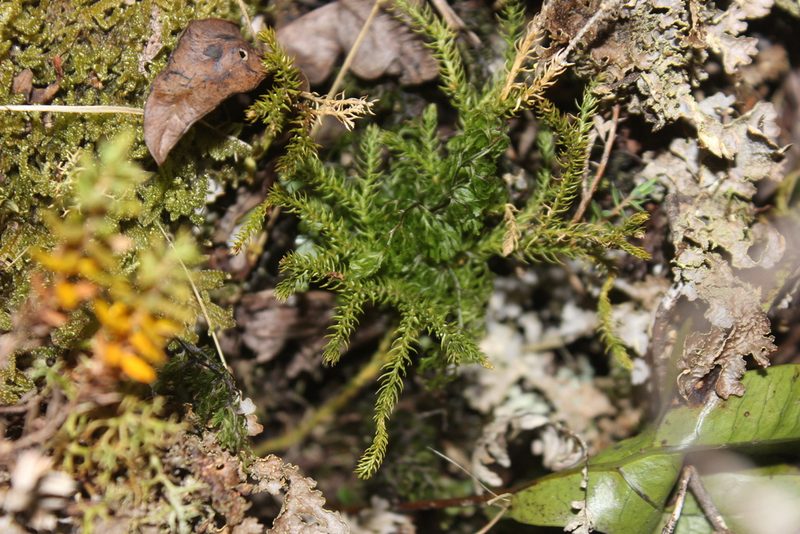 Austrolycopodium fastigiatum, photographed by Joe Dillon
