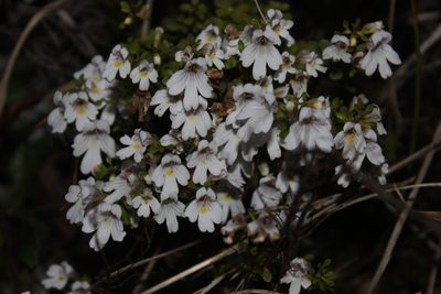 Euphrasia cuneata, photographed by Joe Dillon