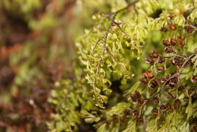 Hymenophyllum multifidum, photographed by Joe Dillon