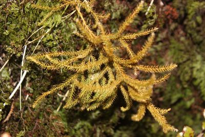 Austrolycopodium fastigiatum, photographed by Joe Dillon