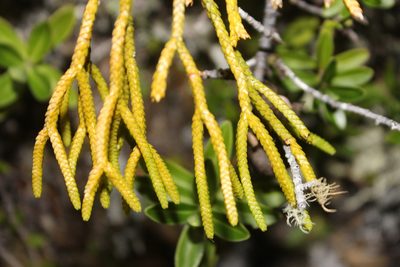 Phlegmariurus billardierei, photographed by Joe Dillon
