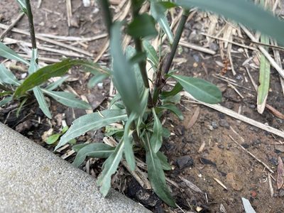 Aster subulatus