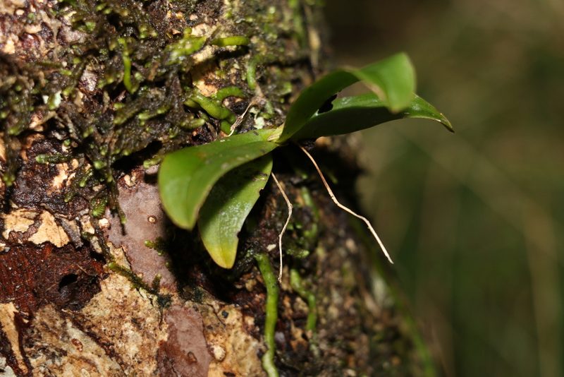 Sarcochilus falcatus, photographed by Greg Tasney