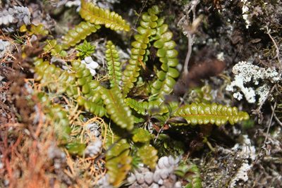 Austroblechnum penna-marina, photographed by Joe Dillon
