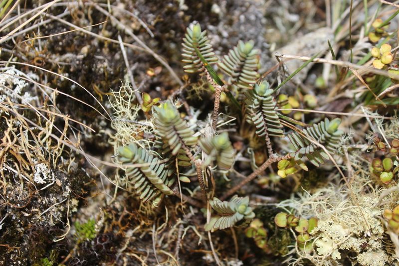 Pimelea prostrata, photographed by Joe Dillon