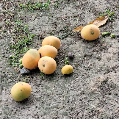 Mangifera indica, photographed by Maria Janeiro