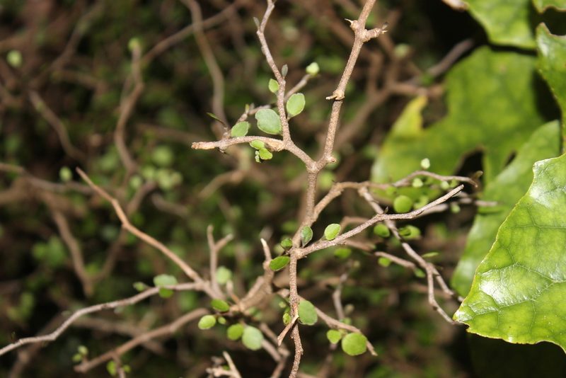 Raukaua anomalus, photographed by Joe Dillon