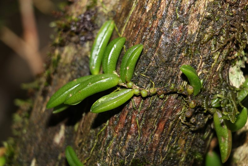Bulbophyllum shepherdii, photographed by Greg Tasney