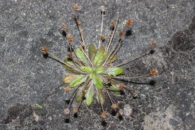 Plantago raoulii, photographed by Joe Dillon