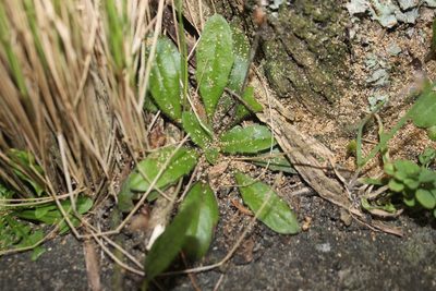 Plantago raoulii, photographed by Joe Dillon