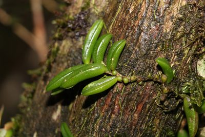 Bulbophyllum shepherdii, photographed by Greg Tasney