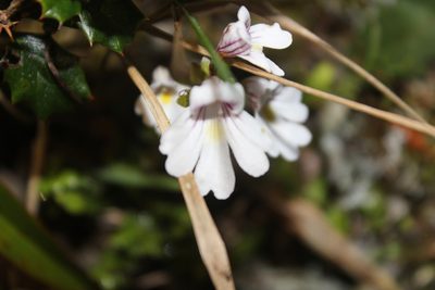 Euphrasia cuneata, photographed by Joe Dillon