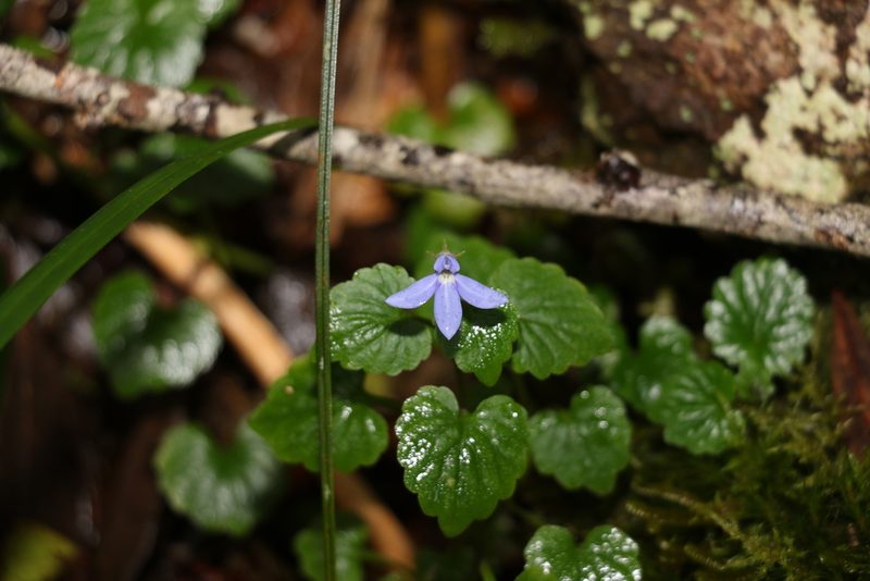 Lobelia trigonocaulis, photographed by Greg Tasney