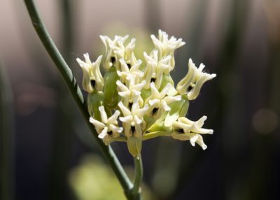 Asclepias subulata, photographed by David Batchelor