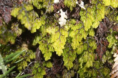 Hymenophyllum multifidum, photographed by Joe Dillon
