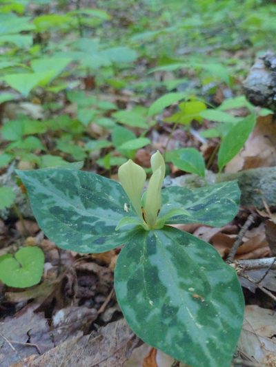 Trillium discolor, photographed by Sam Taylor
