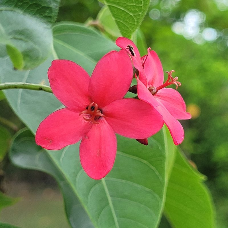 Jatropha integerrima, photographed by Maria Janeiro