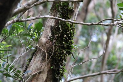 Bulbophyllum exiguum, photographed by Greg Tasney