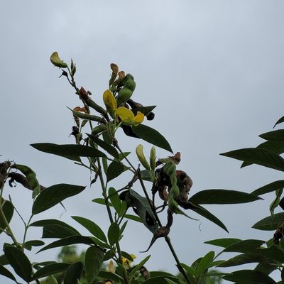Cajanus cajan, photographed by Maria Janeiro