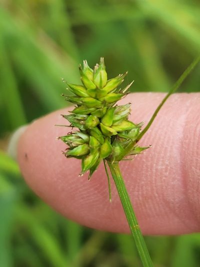 Carex muehlenbergii, photographed by Jo Roberts