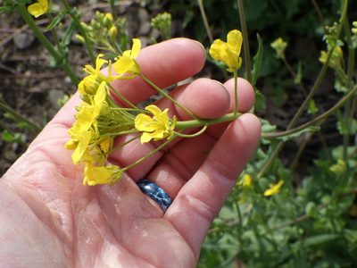 Brassica rapa, photographed by Natalie Waddell-Rutter