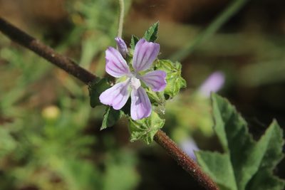 Malva multiflora, photographed by Millie Basden