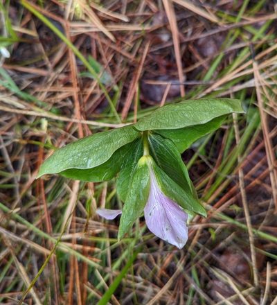 Trillium crassifolium, photographed by John A Haskins