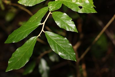 Solanum shirleyanum, photographed by Greg Tasney