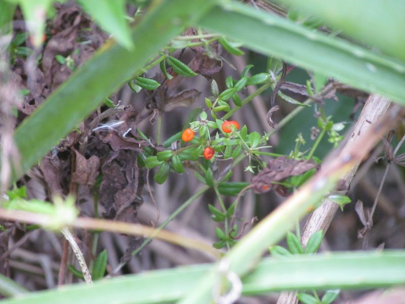 Galium hypocarpium, photographed by Matias Cabezas