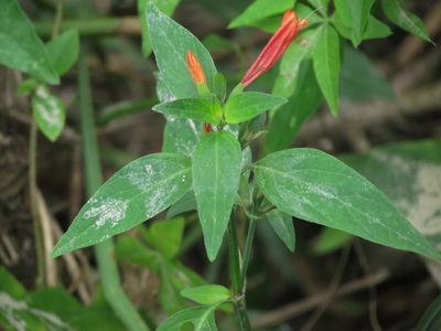 Dicliptera squarrosa, photographed by Matias Cabezas
