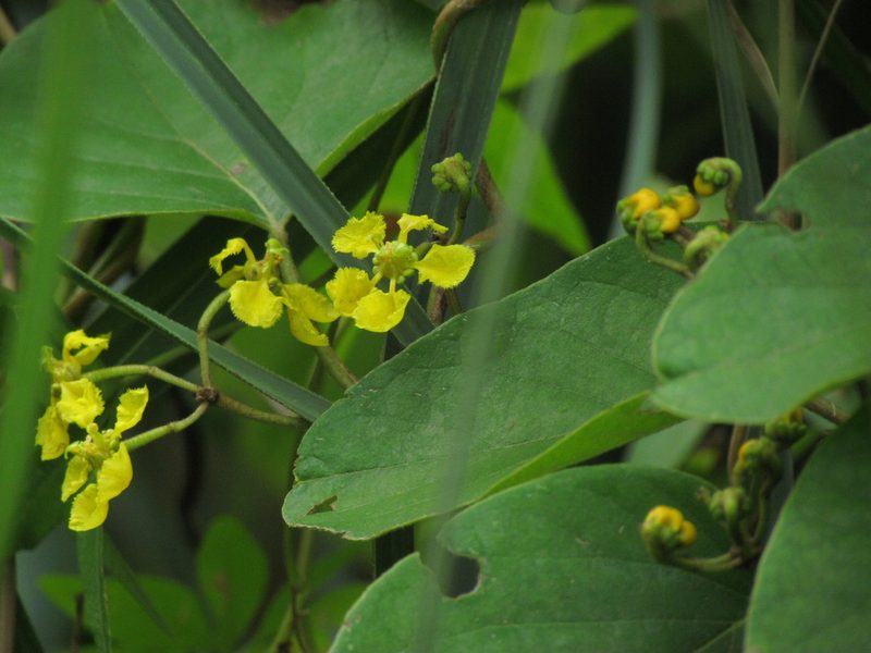 Stigmaphyllon bonariense, photographed by Matias Cabezas