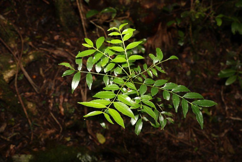 Zanthoxylum brachyacanthum, photographed by Greg Tasney