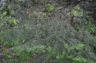 Abies grandis, photographed by Liam Steele